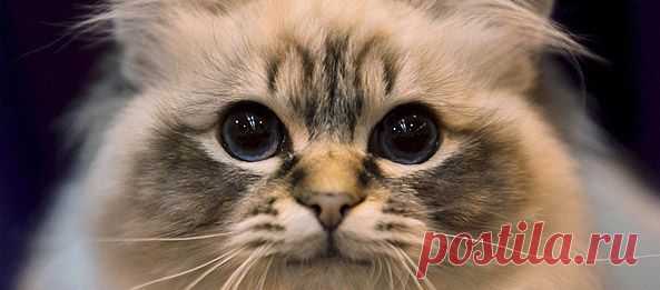 99 фактов о кошках