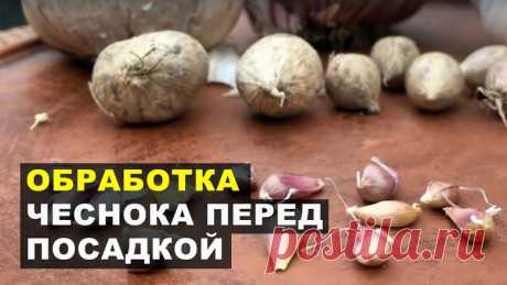 Что нужно сделать перед посадкой чеснока для быстрого укоренения озимого чеснока.