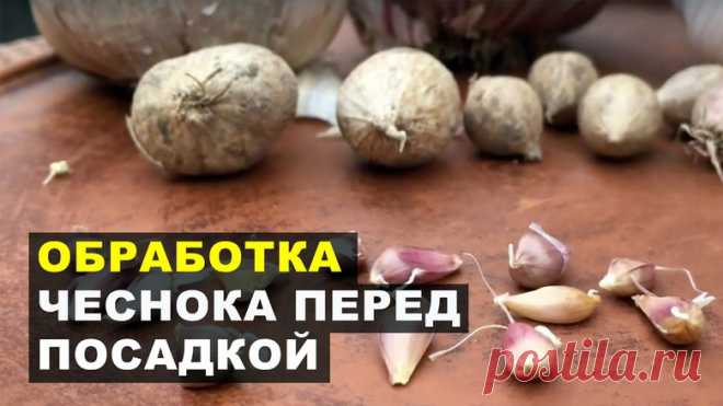 Что нужно сделать перед посадкой чеснока для быстрого укоренения озимого чеснока.