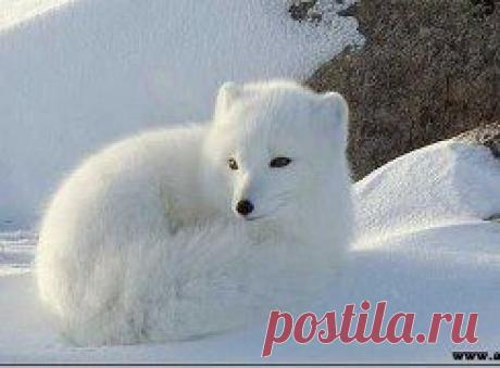 ВСЁ ЛУЧШЕЕ ИЗ You Tube (16 плюс) - танечка ГАЛОЧКИНА добавила 4 фотографии E ³ объявление ² альбом . (!) ДИКИЙ ЖИВОТНЫЙ мира ПРАВИЛА: Логин ...