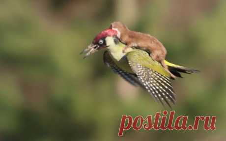 О том, как дятел прокатил ласку • НОВОСТИ В ФОТОГРАФИЯХ