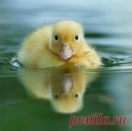 Уши, лапы, хвост