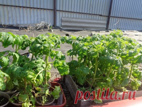 ГРЯДКА - ЛЕНИВКА! КАКИЕ ТОМАТЫ ВЫСАДИТЬ? Ольга Чернова.