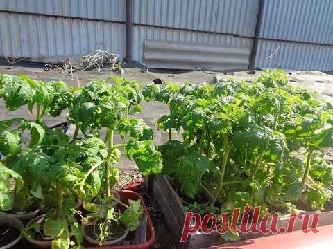 ГРЯДКА - ЛЕНИВКА! КАКИЕ ТОМАТЫ ВЫСАДИТЬ? Ольга Чернова.