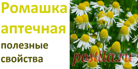 Ромашка аптечная, лекарственные свойства, рецепты | Советы целительницы