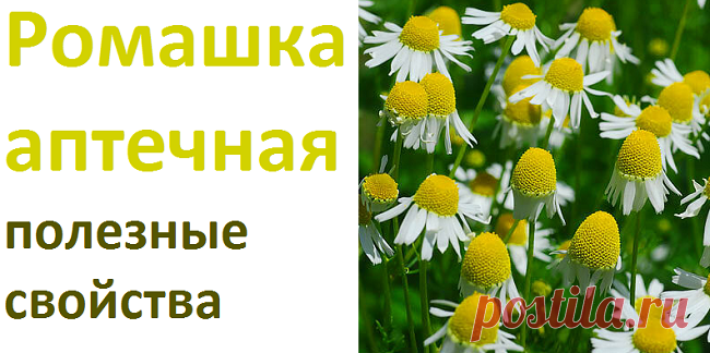 Ромашка аптечная, лекарственные свойства, рецепты | Советы целительницы