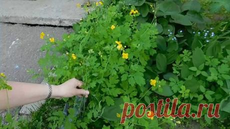 (10) Одноклассники