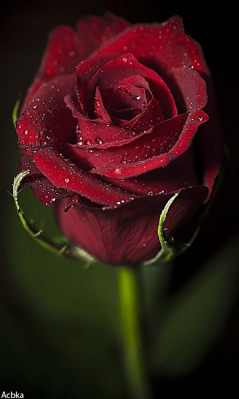 (6) Pinterest