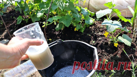 Дрожжевая подкормка для огурцов, аналогов у которой нет. Несколько высокоурожайных рецептов удобрений | Любимая Дача. Сад и Огород | Дзен