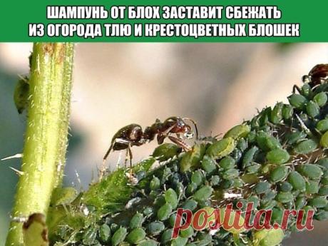 ШАМПУНЬ ОТ БЛОХ ЗАСТАВИТ СБЕЖАТЬ ИЗ ОГОРОДА ТЛЮ И КРЕСТОЦВЕТНЫХ БЛОШЕК

Есть и у меня один совет, который я использую в себя в саду! Против тли и крестоцветных блошек я случайно нашла отличный рецепт.

Навела в ведре раствор (3 столовых ложки на 10 л воды) и опрыскала всю свою капусту, редиску, репу. А заодно и розы, на которых плотно обосновалась тля. И знаете что – ни блошки, ни тли не стало.

Теперь лечу от них свои посадки шампунем от блох раз в неделю. Не дорого, а результат – ВО!