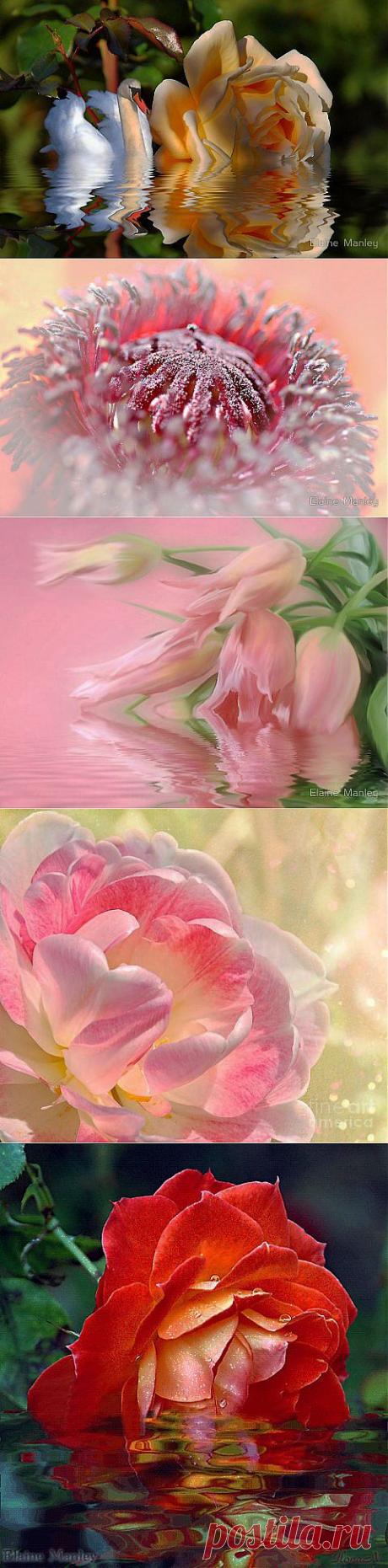 ЗАВОРАЖИВАЮЩАЯ КРАСОТА ОТ ELAINE MANLY.. | МАЛЕНЬКАЯ СТРАНА МС