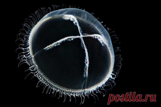 Божья тварь, или морской инквизитор | Планетяне | Дзен