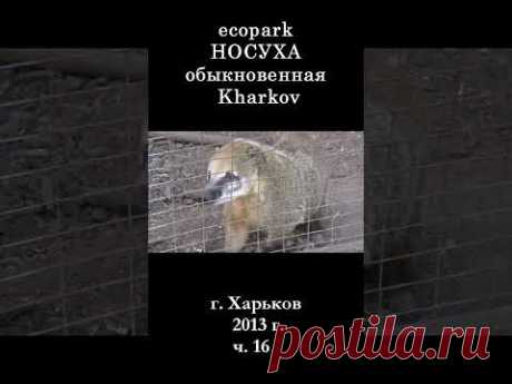 █ Носуха ЭкоПарк Харьков / ч. 16 / 2013 г. #shorts
