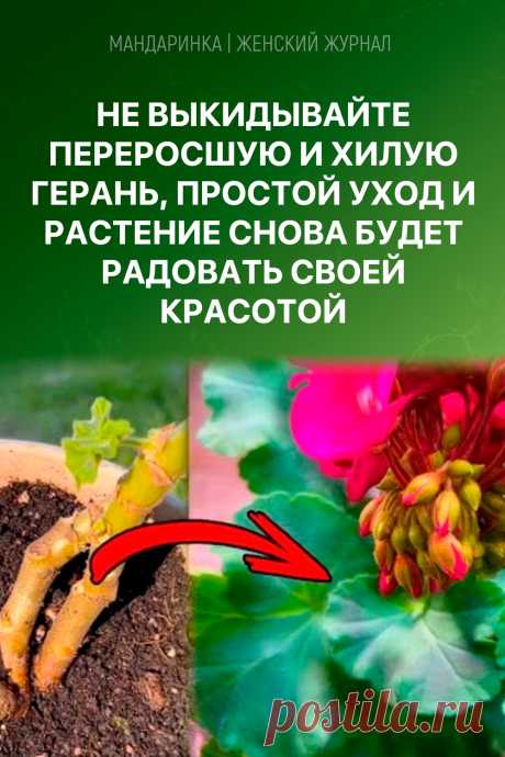 Не выкидывайте переросшую и хилую герань, простой уход и растение снова будет радовать своей красотой