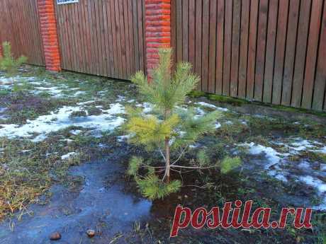 Почему нужно сажать деревья на возвышении. Часть 1 | САДОВО-ДАЧНЫЕ ДЕЛА | Яндекс Дзен