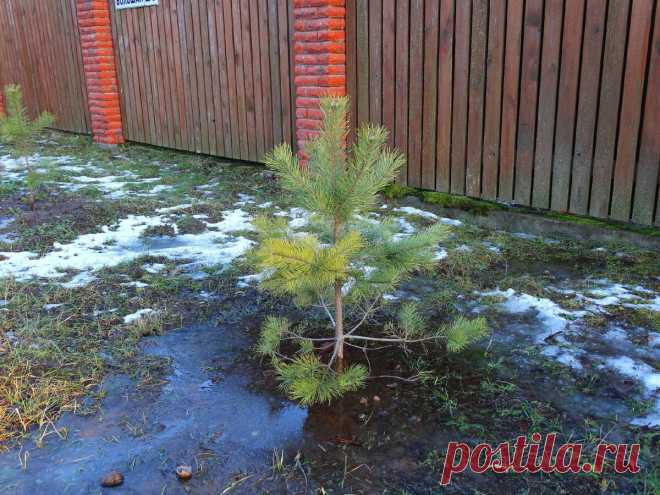 Почему нужно сажать деревья на возвышении. Часть 1 | САДОВО-ДАЧНЫЕ ДЕЛА | Яндекс Дзен