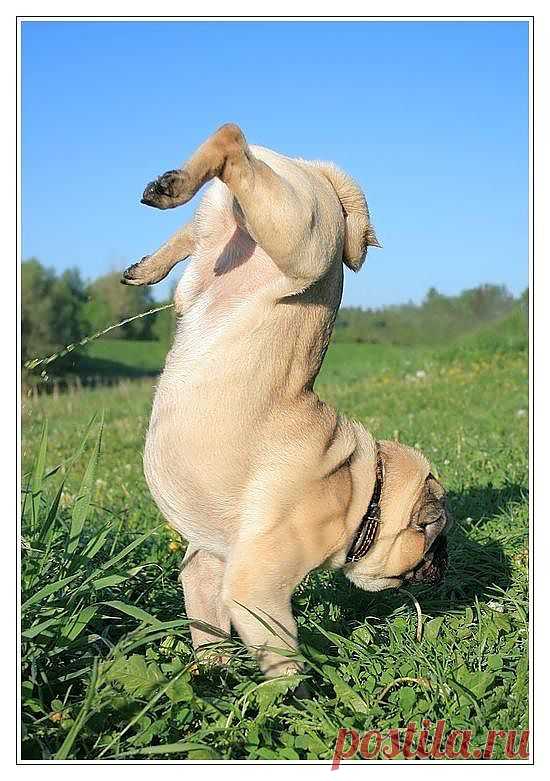 вообще то собаки задирают одну ногу... а это мутант какой то....