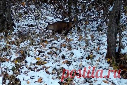 Упитанная енотовидная собака с добычей попала на видео в российском заповеднике. Енотовидную собаку заметили в Полистовском заповеднике Псковской области. Кадры фотоловушки опубликованы в соцсетях. На запись попало, как пушистая упитанная хищница крадется по заснеженной земле, аккуратно сжимая в пасти добычу. «Енотовидные собаки сегодня — типичные жители Полистовья», — говорится в подписи к посту.
