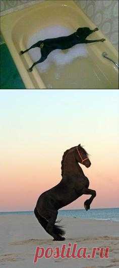 Things that put a smile on my face / #funny #animals #cute