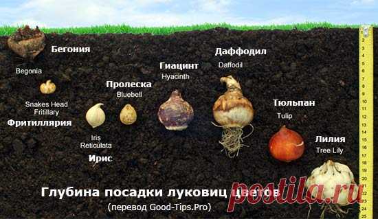 ЗАГОРОДНАЯ ЖИЗНЬ (дача, сад, огород)