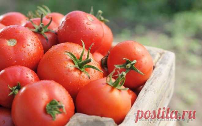 Секреты крупных томатов Если ваши помидоры из года в год не радуют крупными плодами, быть может, вы не во всем придерживаетесь правил ухода? Давайте разберемся, как правильно ухаживать за томатами. Помидоры, выращенные на св...