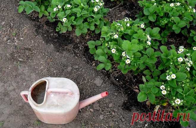 Чем дачники балуют свою сочную клубнику