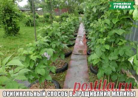 ✪ Оригинальный способ выращивания малины  
Опыт дачника Чтобы моя малина «не разбегалась» по участку, выращиваю ее в автомобильных покрышках. Удобно очень. 

Покрышки беру в автосервисе, без проблем. Мне их там отдают, особенно в период смены резины. Покрышку вкапываю на половину в землю. Вношу туда горсть двойного суперфосфата, тщательно все перемешиваю с землей, заполняю бока покрышки, причем, очень плотно, чтобы зимой малина не вымерзала. 

Поливаю обильно, прямо из шла...