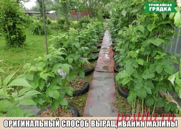✪ Оригинальный способ выращивания малины  
Опыт дачника Чтобы моя малина «не разбегалась» по участку, выращиваю ее в автомобильных покрышках. Удобно очень. 

Покрышки беру в автосервисе, без проблем. Мне их там отдают, особенно в период смены резины. Покрышку вкапываю на половину в землю. Вношу туда горсть двойного суперфосфата, тщательно все перемешиваю с землей, заполняю бока покрышки, причем, очень плотно, чтобы зимой малина не вымерзала. 

Поливаю обильно, прямо из шла...
