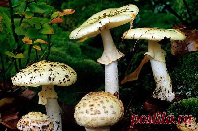 Съедобное-несъедобное. У каких грибов есть ядовитые двойники?