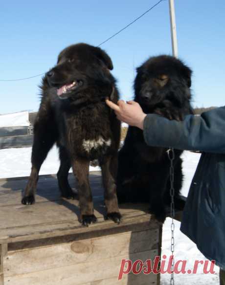 Монголдог Ихмед и Монголдог Ван Хара Алмаз.