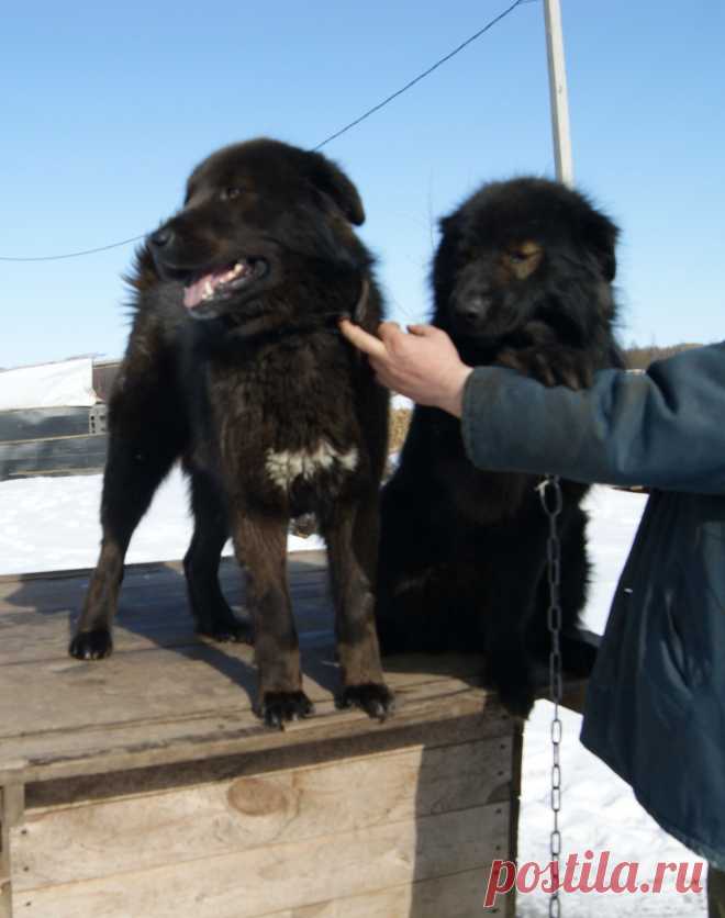 Монголдог Ихмед и Монголдог Ван Хара Алмаз.