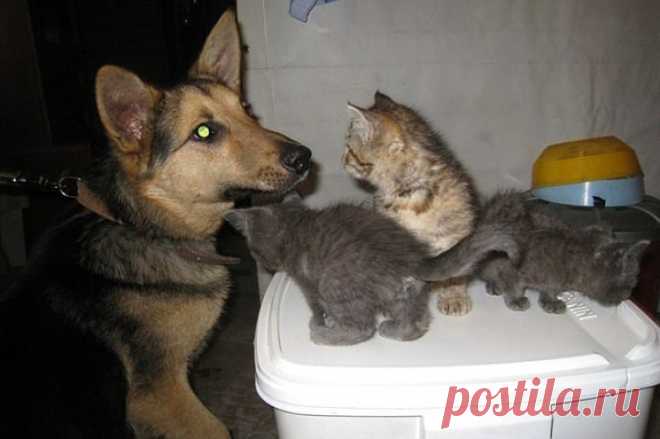 История спасения брошенных котят бродячей собакой / Питомцы