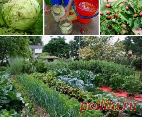 ГОРЧИЧНЫЙ ПОРОШОК - МОЕ САМОЕ ЛЮБИМОЕ СРЕДСТВО ОТ ВРЕДИТЕЛЕЙ
Сохраните, чтобы не потерять!
Рассказываю как я его применяю.
1. От улиток и слизней на капусте я использую порошок в сухом виде. Просто рассыпаю его в междурядья. Если прошел дождь - процедуру повторяю. Горчичный порошок можно использовать от этих вредителей и на любых других грядках: клубники, перцев, баклажан.
2. Сухая горчица помогает бороться и с тлей и муравьями. Также рассыпаем ее по грядкам.
3. Но мои личные наблюдения - о