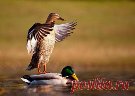 Животные крупным планом Роберта Адамека (Robert Adamec) — Фотоискусство