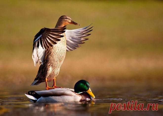 Животные крупным планом Роберта Адамека (Robert Adamec) — Фотоискусство