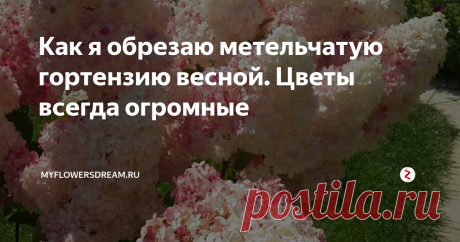 Как я обрезаю метельчатую гортензию весной. Цветы всегда огромные Всем привет! В этой статье я хочу рассказать о гортензии, а точнее о её весенней обрезке. Первая половина апреля- самое подходящее время для этих целей. Так что вооружайтесь секаторам, и вперед стричь и формировать свои метельчатые гортензии.
Сразу хочу сказать, что метельчатые гортензии все стригут по разному. Одни делают сильную обрезку, другие более щадящую, а третьи вообще состригают только цв