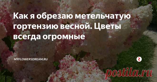 Как я обрезаю метельчатую гортензию весной. Цветы всегда огромные Всем привет! В этой статье я хочу рассказать о гортензии, а точнее о её весенней обрезке. Первая половина апреля- самое подходящее время для этих целей. Так что вооружайтесь секаторам, и вперед стричь и формировать свои метельчатые гортензии.
Сразу хочу сказать, что метельчатые гортензии все стригут по разному. Одни делают сильную обрезку, другие более щадящую, а третьи вообще состригают только цв