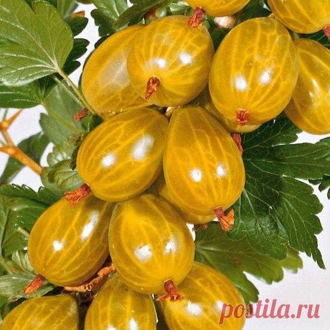 Жёлтый крыжовник 
