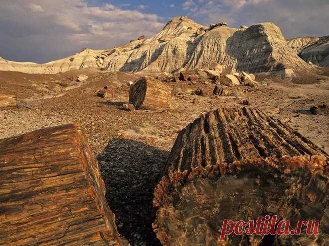 Окаменевший лес Аризоны - Путешествуем вместе