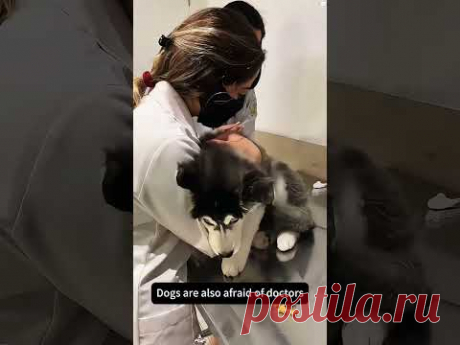 Dog reaction to seeing the vet #funny #funnydog #funnyvideo #pets #funniestvideo