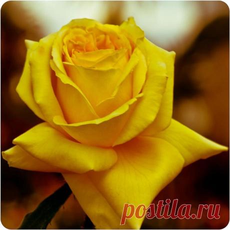 Письмо «сообщение Schamada : Очаровательные розы фотографа Jack o' Lantern (21:50 12-05-2014) [3907317/324332725]» — Schamada — Яндекс.Почта