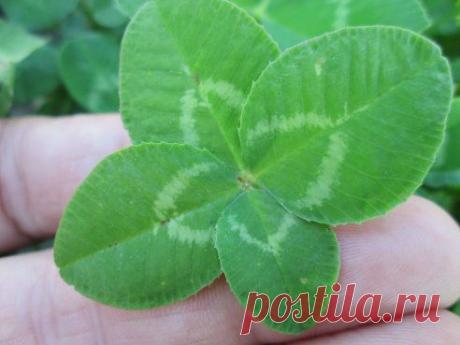 Подписчица нашей группы vk.com/home_garden  Елена Сергеевна дарит всем счастливый талисман!