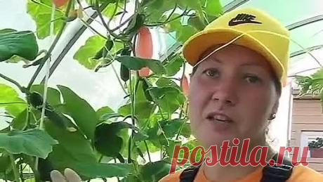 100 кг огурцов с одной плети! Омолаживаем огуречную плеть!📌🥒