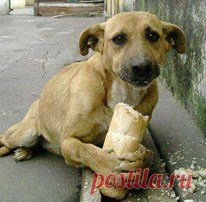 Эта короткая поучительная сценка еще раз напомнит зрителям о том, что не любой интерес к их персонам является бескорыстным, и не любой совет – добрым.