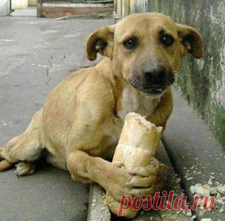 Эта короткая поучительная сценка еще раз напомнит зрителям о том, что не любой интерес к их персонам является бескорыстным, и не любой совет – добрым.