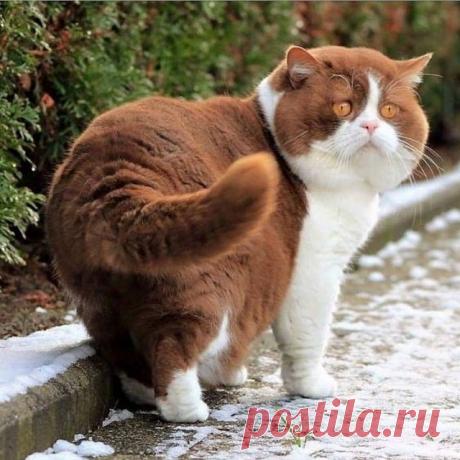 Прикольных котов пост - ЯПлакалъ