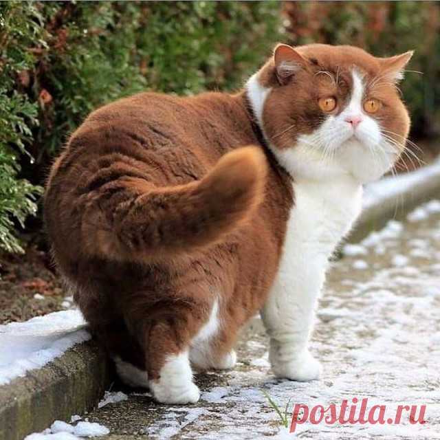 Прикольных котов пост - ЯПлакалъ