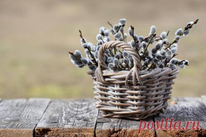 Сколько веток вербы должно быть в одном букете, и другие приметы, связанные с этим праздником