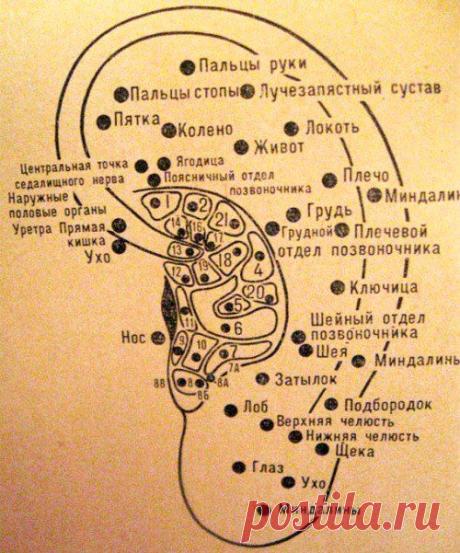 Алла Волкова