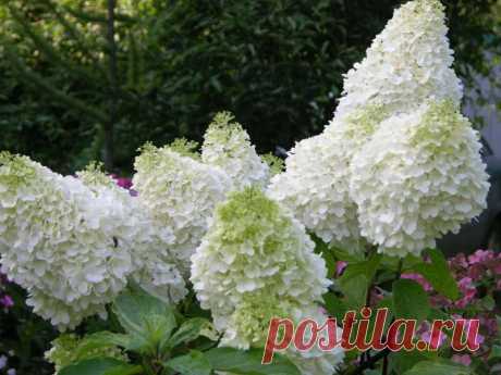 Саммер Сноу: сорт гортензии метельчатой, посадка, уход, выращивание